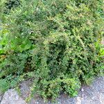 Cotoneaster adpressus ᱛᱟᱦᱮᱸ