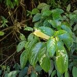 Drymonia macrophylla Liść