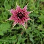 Tragopogon porrifolius 花