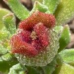 Mesembryanthemum crystallinum Gyümölcs