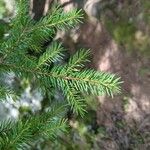 Picea rubensList