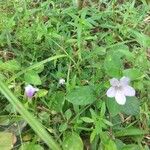 Ruellia patula Folha