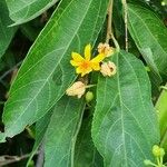 Grewia trichocarpa Fleur
