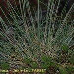 Festuca pallens Habitus