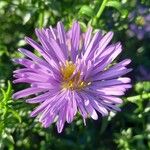 Symphyotrichum dumosum പുഷ്പം