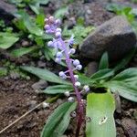 Scilla haemorrhoidalis Other