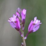 Polygala nicaeensis Fula
