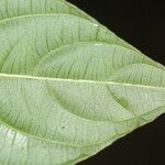 Psychotria microbotrys Leaf