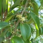 Dovyalis hebecarpa Flower