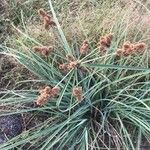 Cyperus ligularis Otro