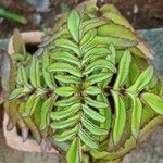 Kalanchoe prolifera Folio