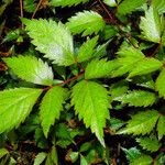 Astilbe japonica Hostoa