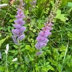Astilbe rubra Flower