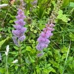 Astilbe rubra Flower