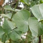 Eucalyptus pulverulenta List