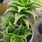 Aloe morijensis Folla