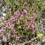 Thymus praecox Habitus