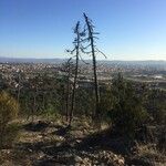 Larix occidentalis Corteza