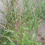 Digitaria ciliaris 形態