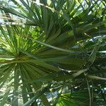 Sabal palmetto برگ