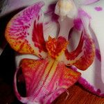 Phalaenopsis × singuliflora 花