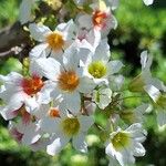 Xanthoceras sorbifolium Çiçek
