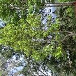 Michelia champaca Habit