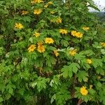 Tithonia diversifoliaFlors