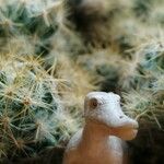 Mammillaria prolifera Листок