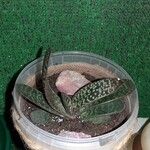 Gasteria excelsaLeht