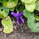 Viola odorata Fleur