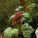 Ribes luridum Habitatea