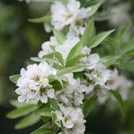 Pyrus salicifolia Flower