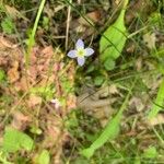 Houstonia caerulea Λουλούδι