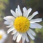 Anthemis cotula Flower