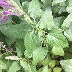 Scutellaria columnae Blad