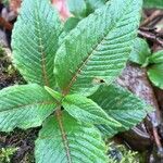 Persicaria campanulata Leaf