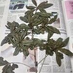 Cordia americana Leaf