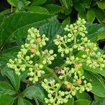 Cayratia japonica Flor