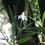 Angraecum mauritianum Kvet