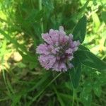 Trifolium pratenseЦвят