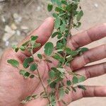 Phyllanthus reticulatus Blatt