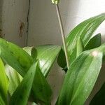 Drimiopsis maculata Цвят