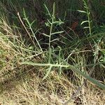 Cephalaria leucantha Blatt