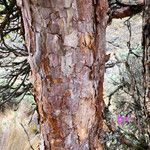 Polylepis sericea 樹皮