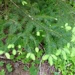 Abies balsamea 叶
