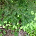 Abies balsamea برگ