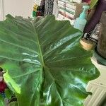 Alocasia macrorrhizosLeaf