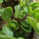 Arenaria biflora Habitus