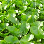 Nymphaea candida Leaf